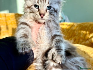 Savannah cats Super rare longhaired boy - Advert 5