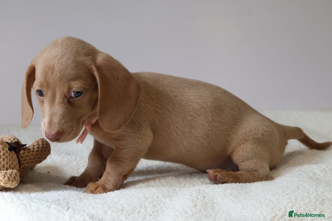 Miniature Dachshund dogs for sale: 🌟5StarsLicense+Holistic+KC+VetCheck+PRAClear - Image 30