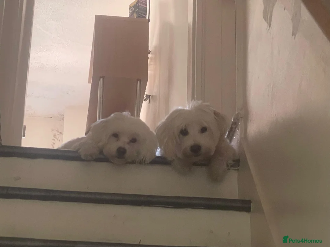 Maltese dogs for sale: Two Maltese Bichon Dogs Looking for a Loving Home  - Advert 4