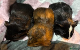 Guinea Pig rodents for sale: X3 baby girls x1 boy guinea pigs. - Image 5
