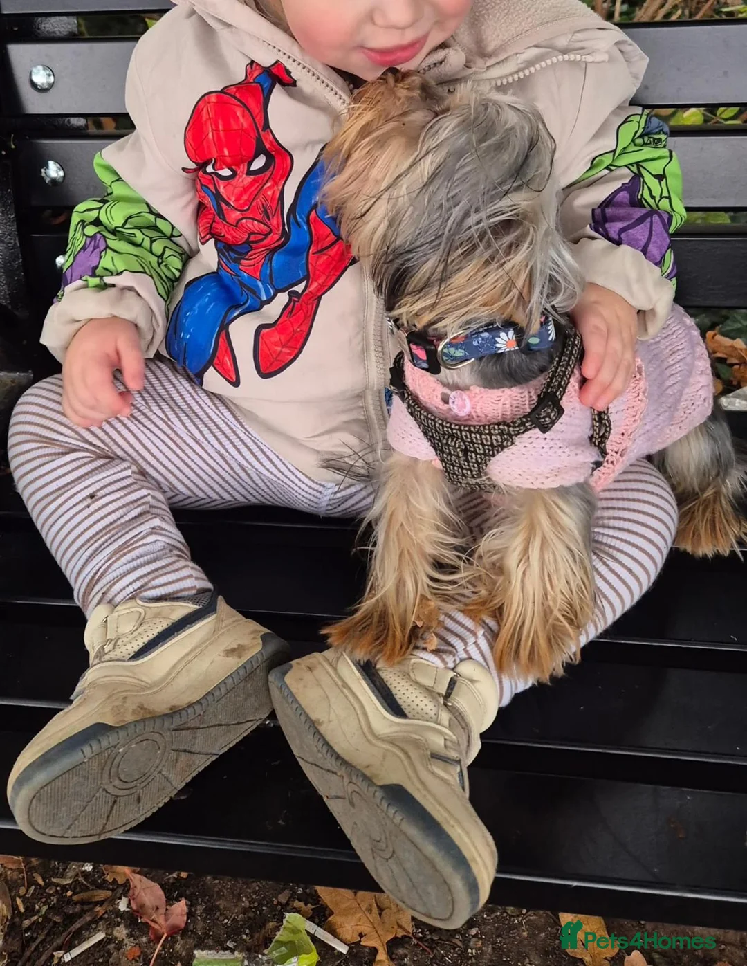 Yorkshire Terrier dogs for sale: TINY pedigree Girl - Advert 7