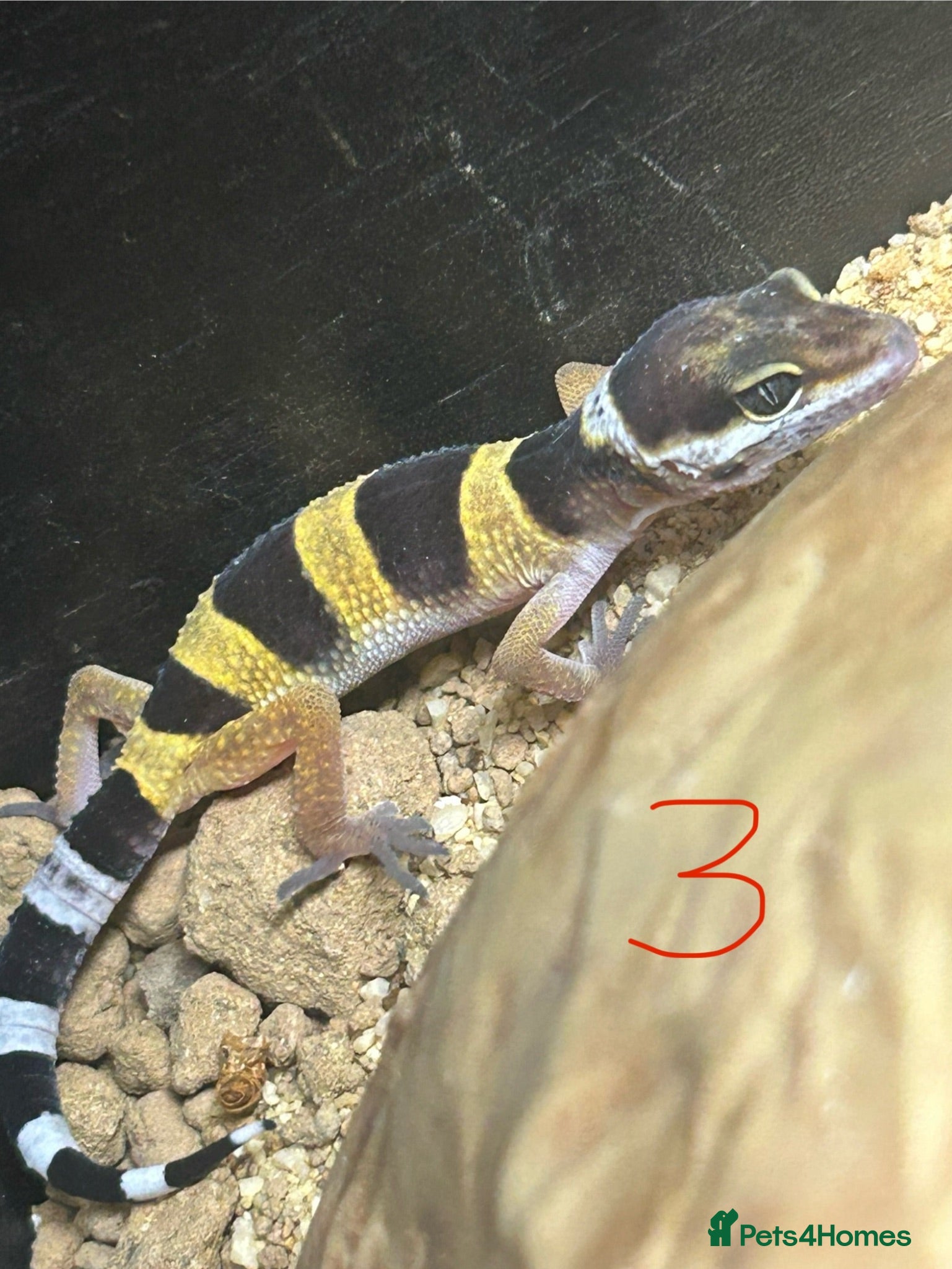 Leopard Gecko reptiles Leopard geckos for sale    - Advert 11