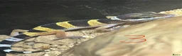 Leopard Gecko reptiles for sale: Leopard geckos for sale    in Rayleigh - Advert 1