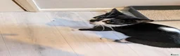 Mixed Breed cats for sale: Kittens - Advert 1