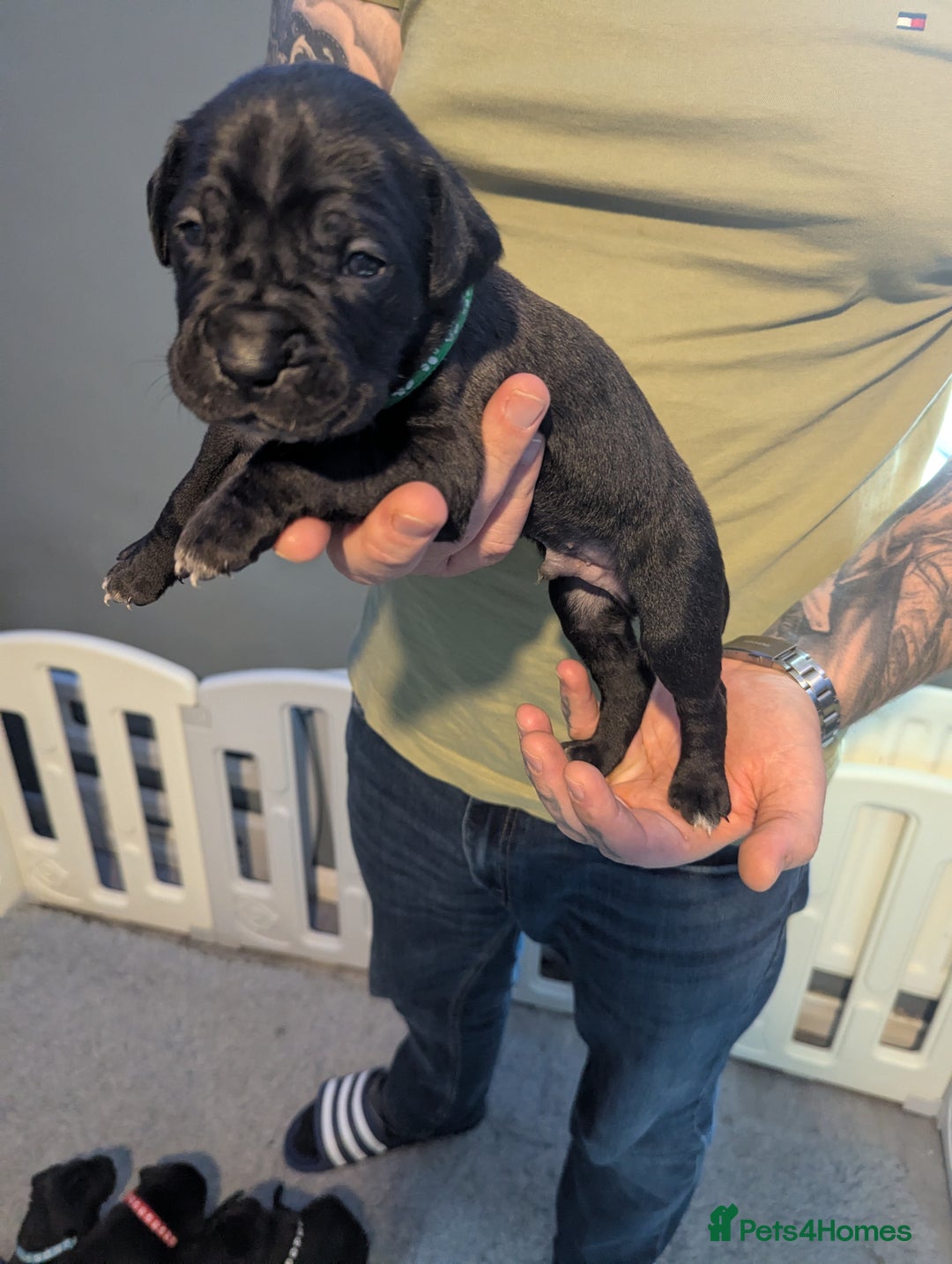 Cane Corso dogs for sale: Purebred champion bloodline cane corso puppies - Image 17
