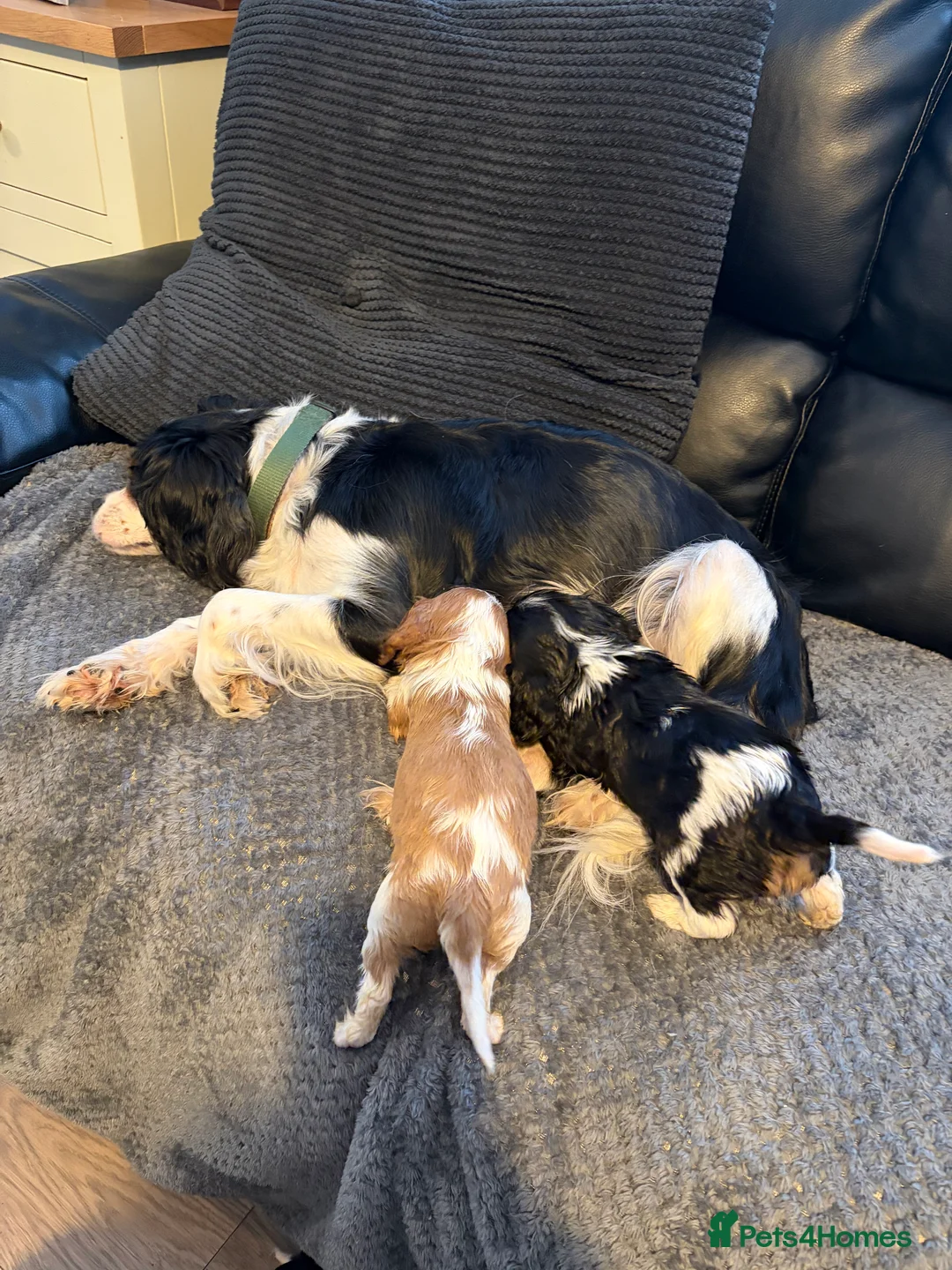 Cavalier King Charles Spaniel dogs for sale: Cavalier King Charles puppies  - Advert 1