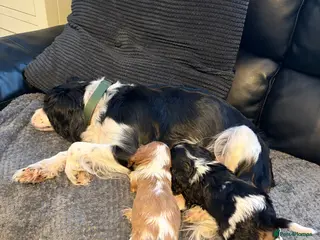 Cavalier King Charles Spaniel dogs Cavalier King Charles puppies - Advert 1
