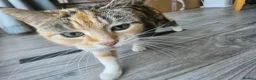 Mixed Breed cats for sale: 8 year old tortoiseshell - Advert 1
