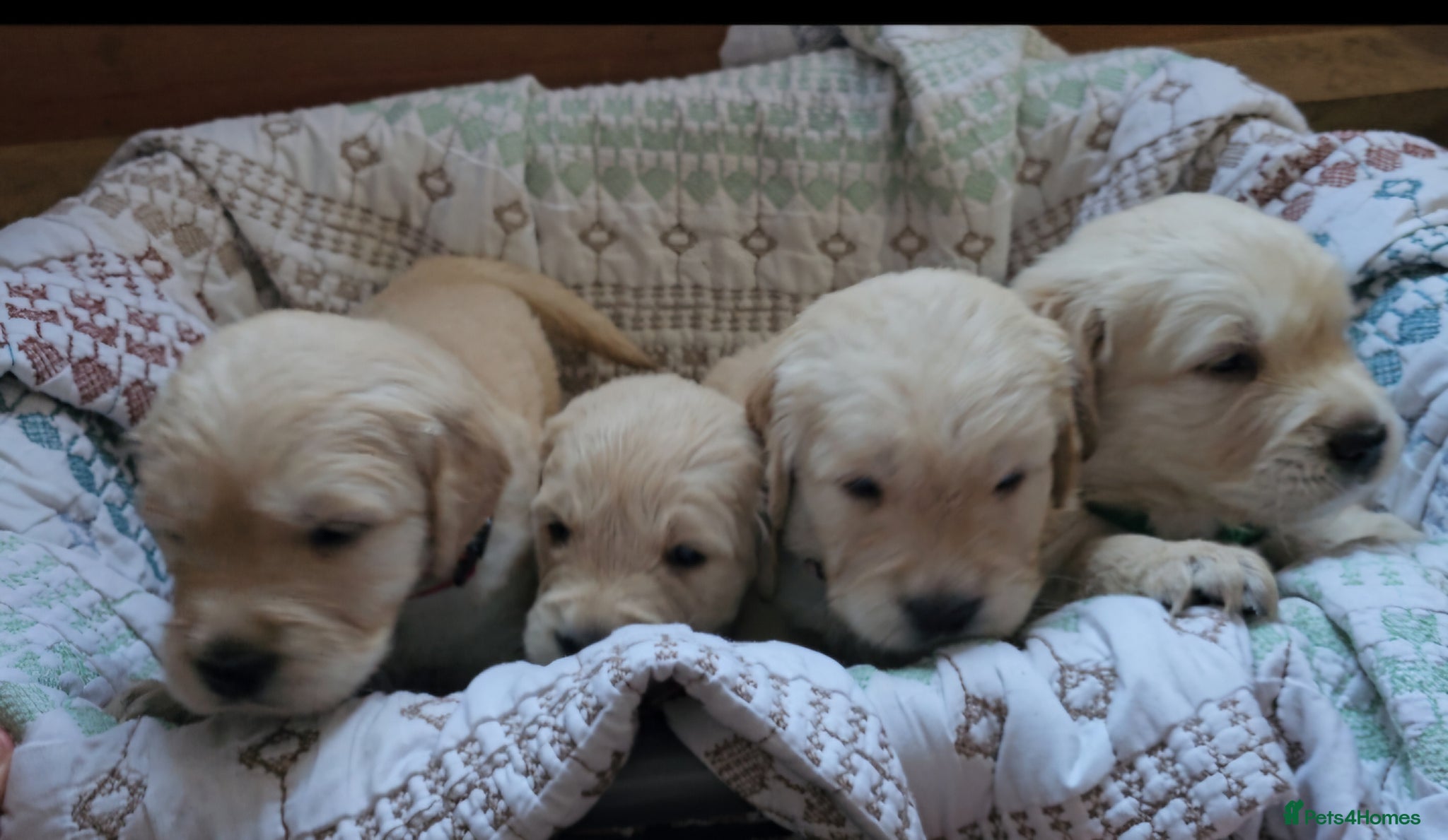 Golden Retriever dogs 8 KC/health tested gorgeous golden retrievers - Advert 1