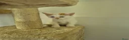 Mixed Breed cats for sale: 5 Gorgeous kittens for sale in Bedford - Advert 20
