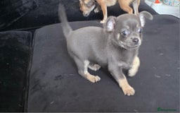 Chihuahua dogs for sale: 2 gorgeous blue & tan chihuahuas  - Image 8