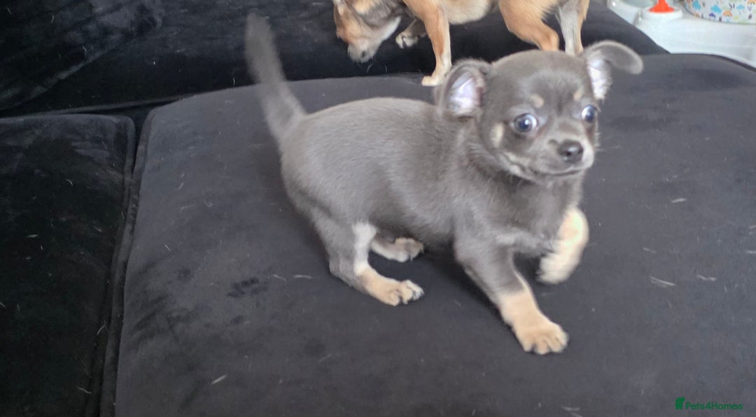 Chihuahua dogs for sale: 2 gorgeous blue & tan chihuahuas  - Image 8