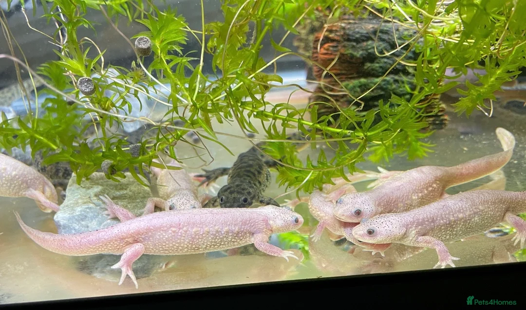 Newt reptiles for sale: Ribbed newts for sale.  - Advert 2
