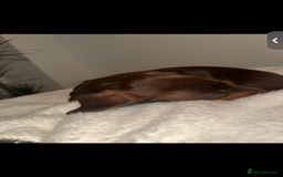 Miniature Dachshund dogs for sale: Beautiful KC female miniature dachshund💗 - Image 4