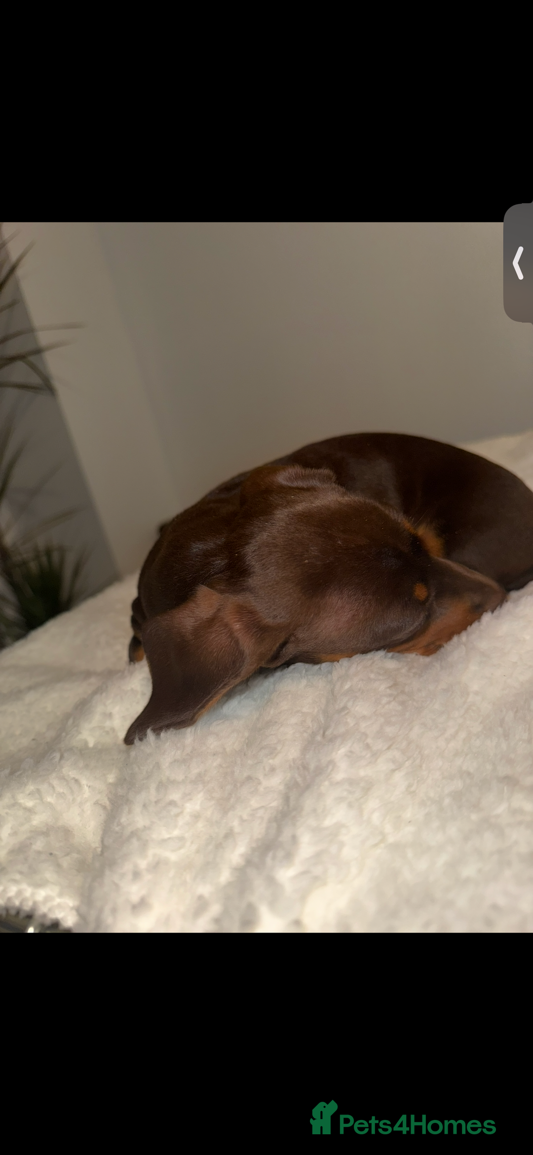 Miniature Dachshund dogs for sale: Beautiful KC female miniature dachshund💗 - Image 4