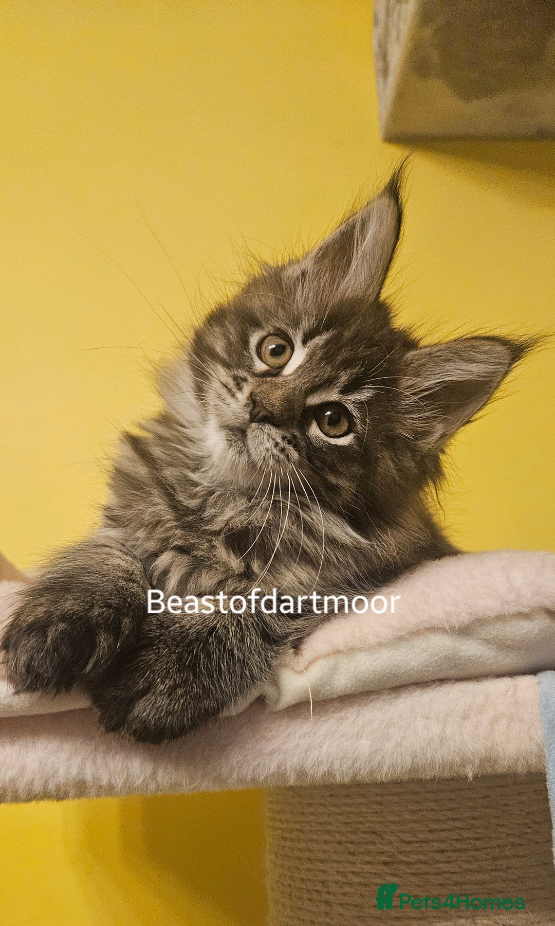 Maine Coon cats for sale: TICA Registered Maine Coon Kittens  - Advert 4