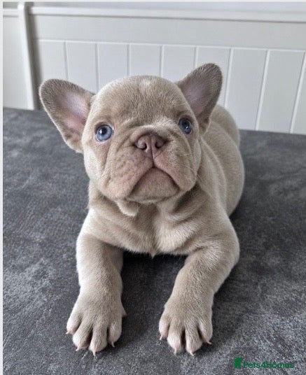 French Bulldog dogs 🐾 Beautiful French Bulldog Puppies 🐾 - Advert 1