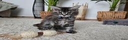Maine Coon cats for sale: Adorable Maine Coon Boy looking for a Loving Home  - Advert 13