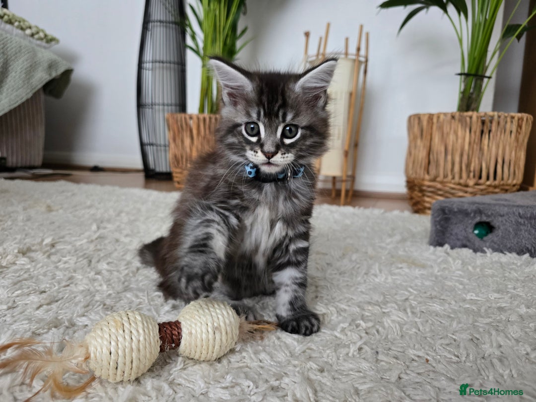 Maine Coon cats for sale: Adorable Maine Coon Boy looking for a Loving Home  - Advert 13