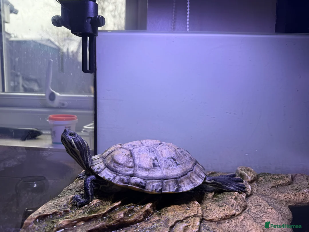 Turtle reptiles for sale: Turtle - Advert 3