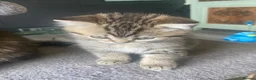 Selkirk Rex cats for sale: Selkirkrex babies - Advert 6