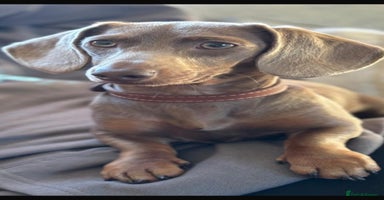 Miniature Dachshund dogs Kc registered miniature dachshunds - Advert 7