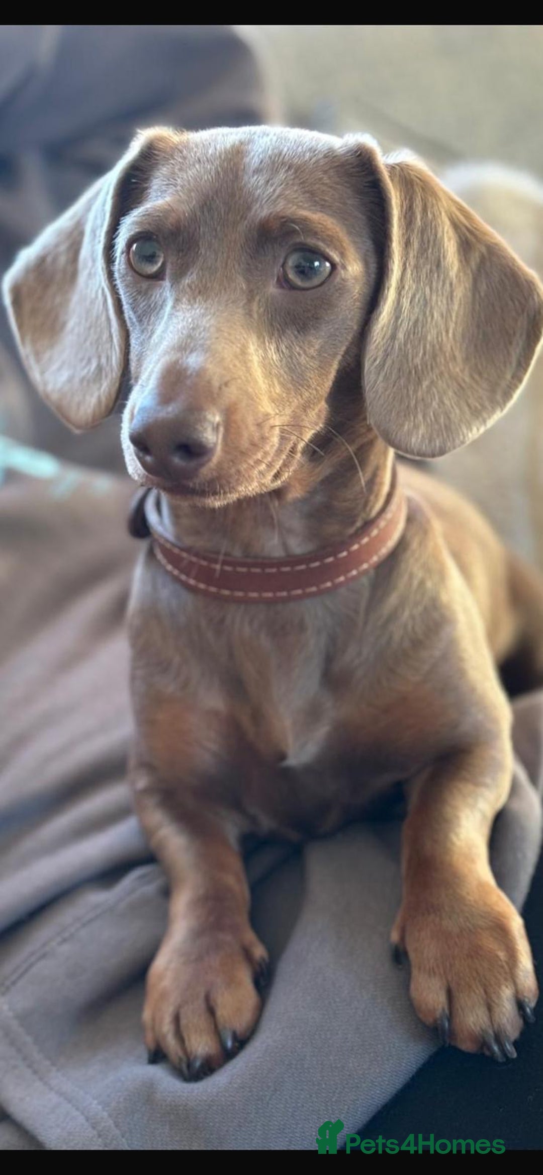 Miniature Dachshund dogs for sale: Kc registered miniature dachshunds - Advert 3
