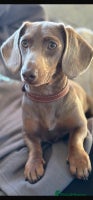 Miniature Dachshund dogs Kc registered miniature dachshunds - Advert 7