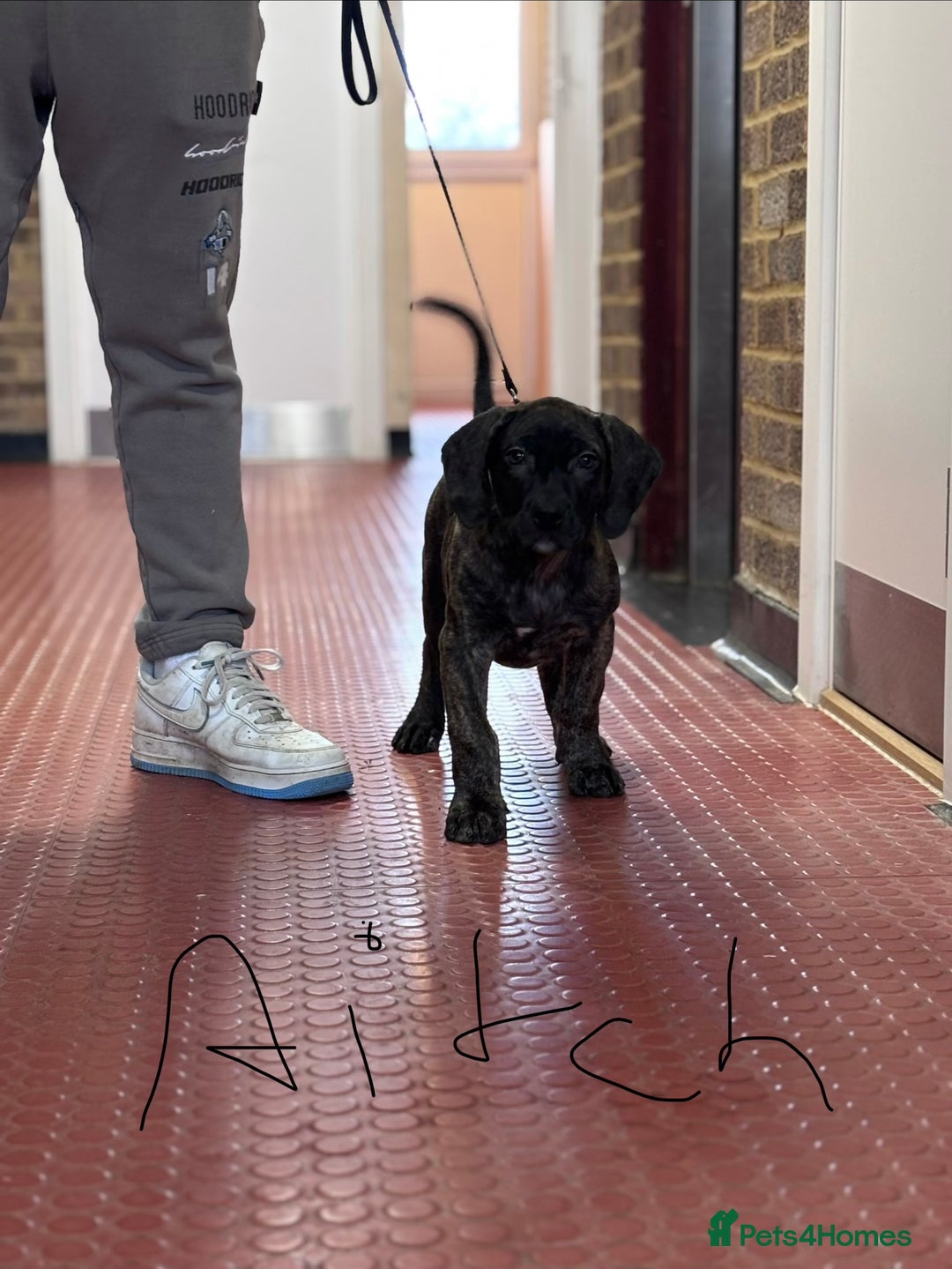 Presa Canario dogs for sale: Presa Canario Puppies  - Advert 4