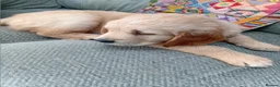 Labrador Retriever dogs for sale: Golden Lab Puppies in Carmarthen - Advert 5