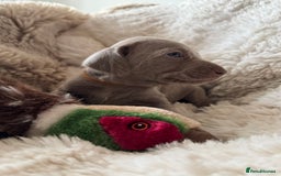 Weimaraner dogs for sale:  KC Reg Weimaraner Pups from Champion Bloodlines ✨ - Image 19