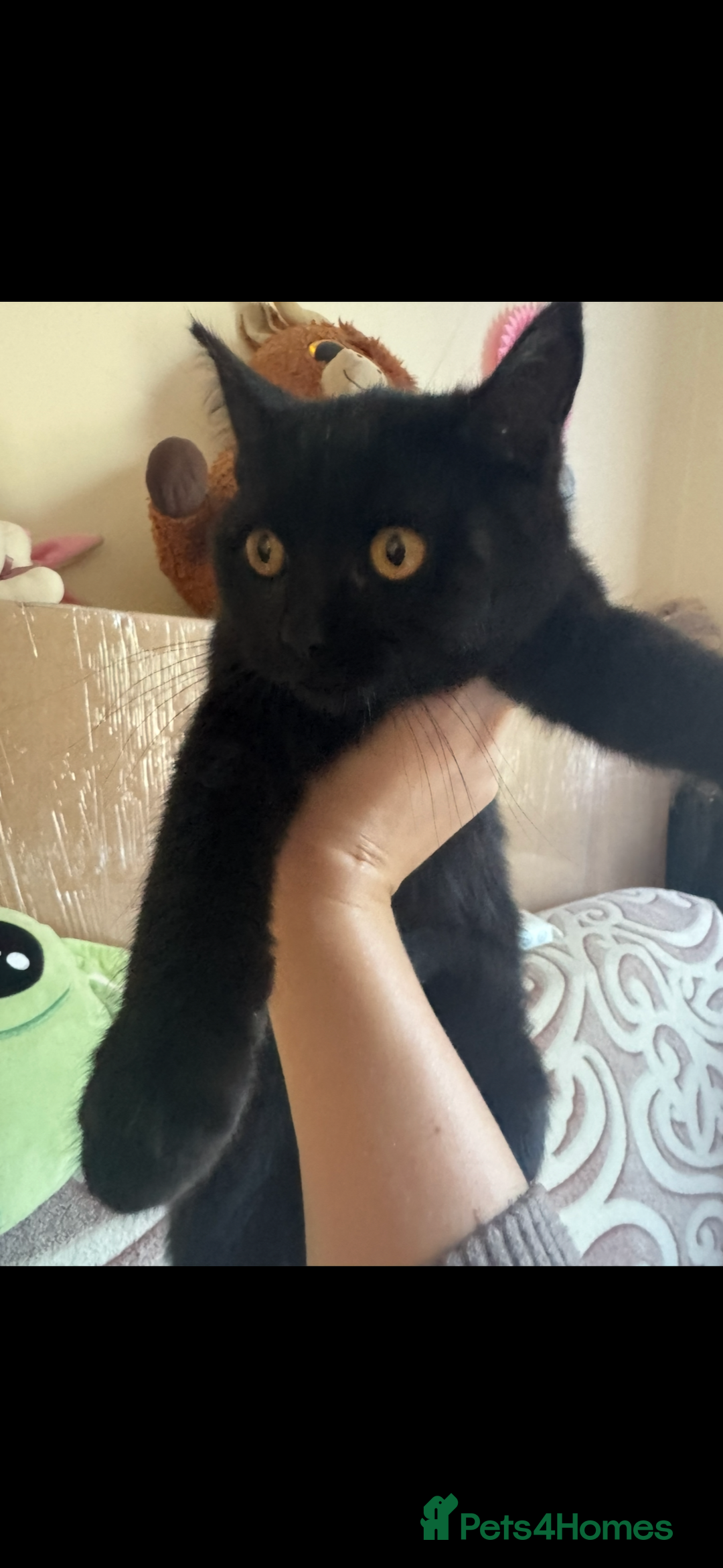 British Shorthair cats for sale: British cat  - Image 3