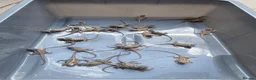 Bearded Dragon reptiles for sale: Bearded dragons  in Dover - Advert 16