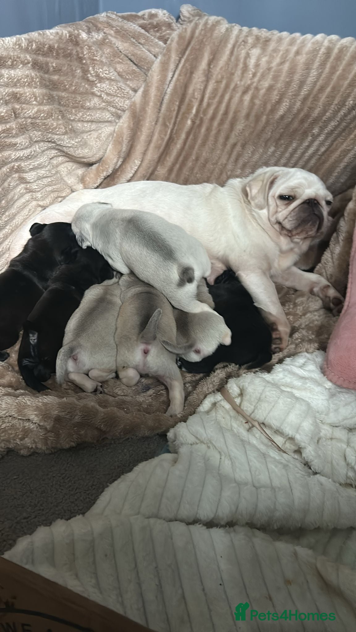 Pug dogs Beautiful chunky pure pug puppies!! - Advert 1