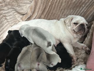 Pug dogs Beautiful chunky pure pug puppies!! - Advert 1