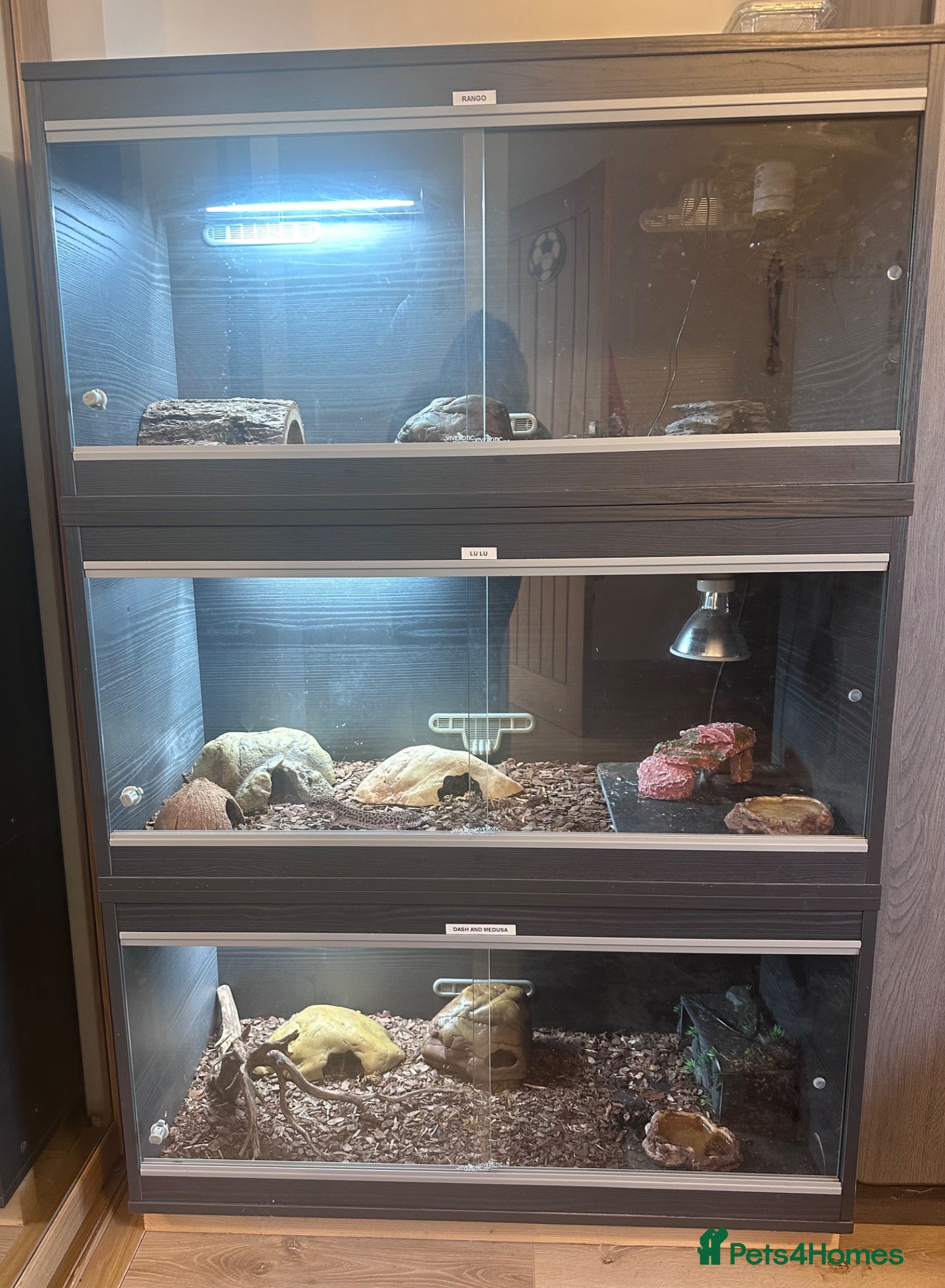 Leopard Gecko reptiles Complete Leopard Gecko Set Up 3 Viv’s & 4 Gecko’s - Advert 11