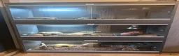 Leopard Gecko reptiles for sale: Complete Leopard Gecko Set Up 3 Viv’s & 4 Gecko’s - Advert 1