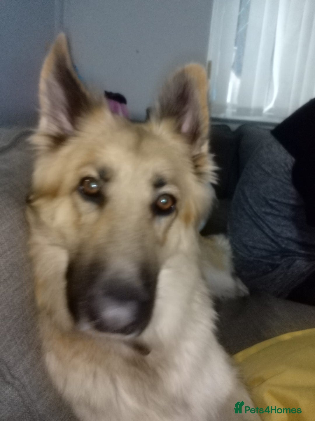 German Shepherd dogs for sale: German shepherd puppies  - Advert 1