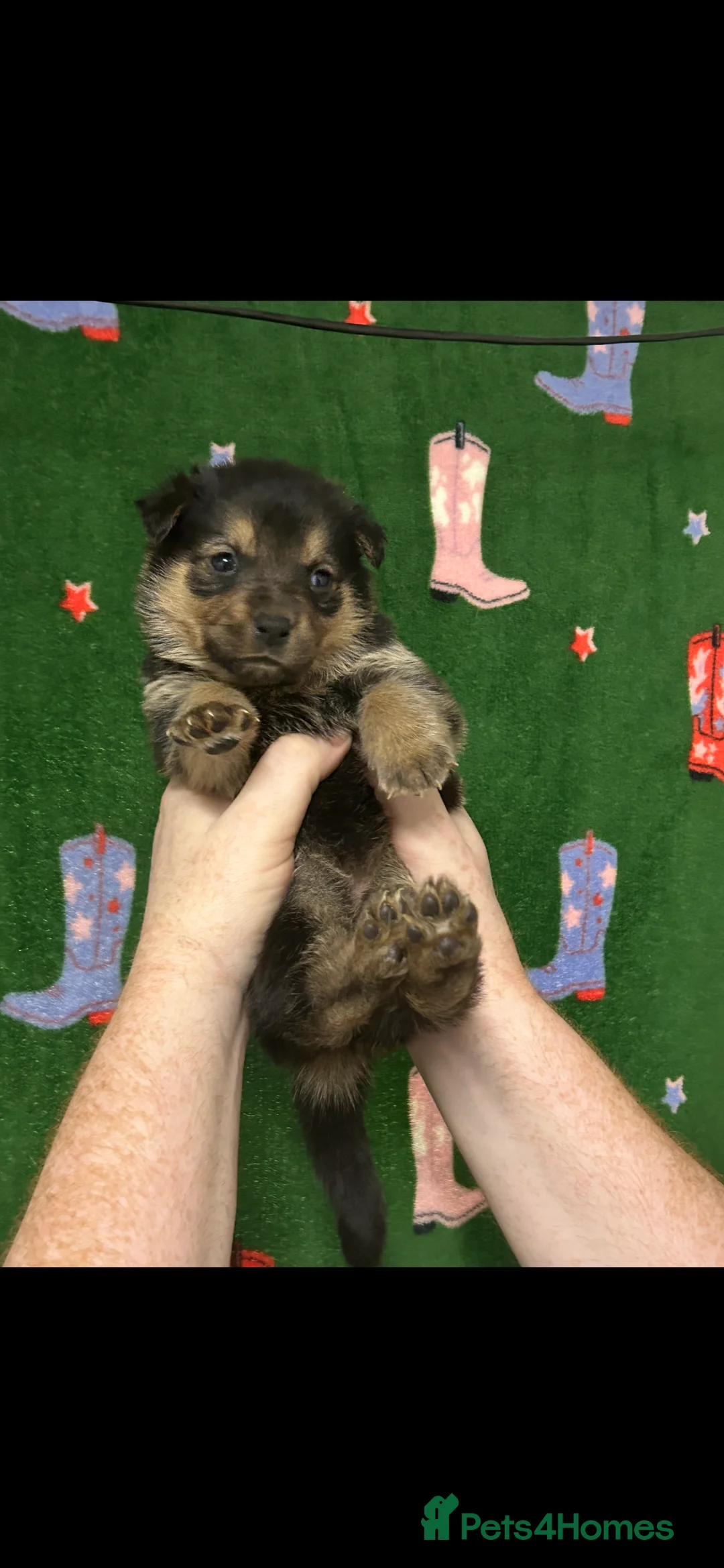 Mixed Breed dogs for sale: Swiss Shepherd Rottweiler  mix breed puppies - Advert 6