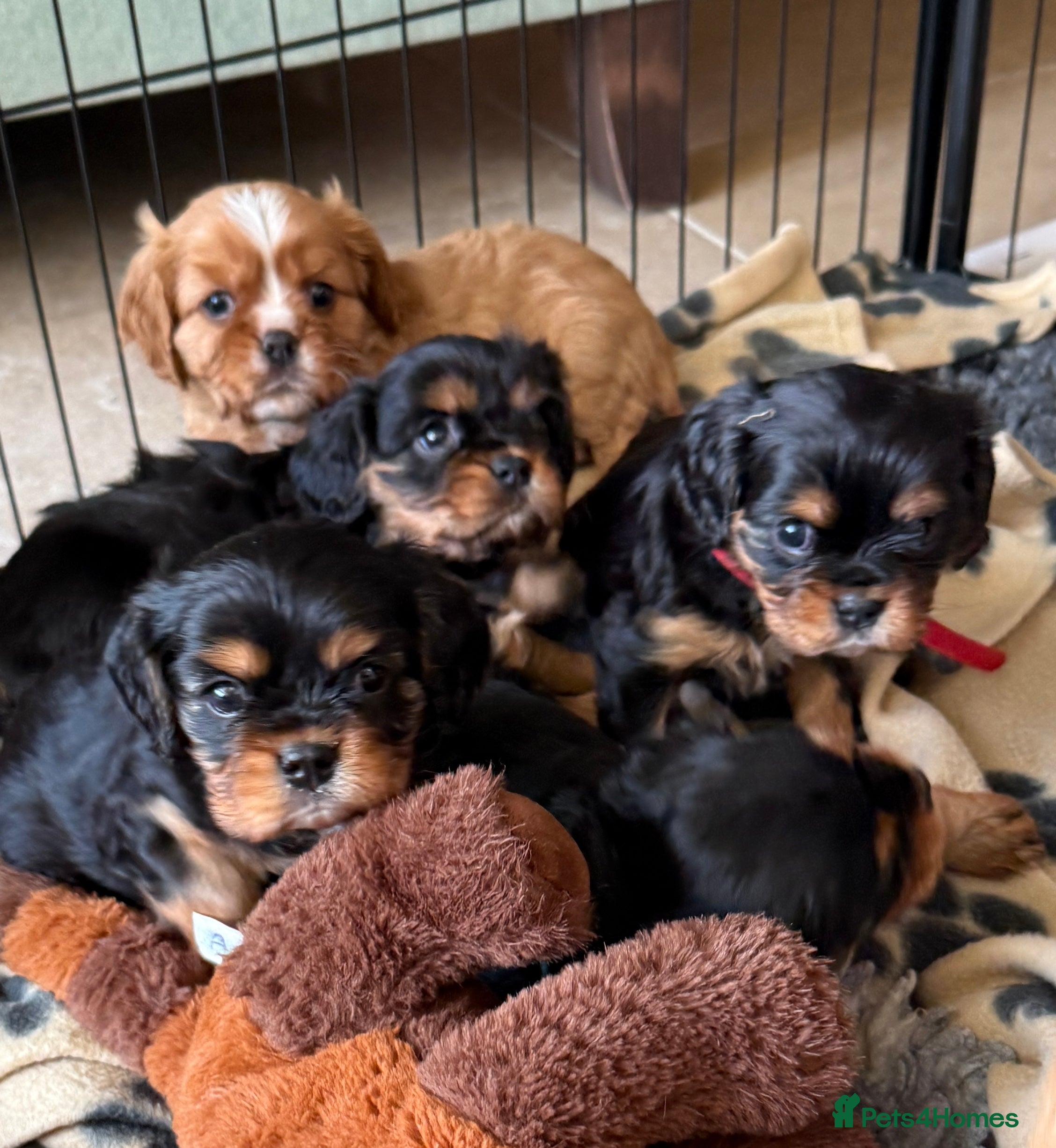 Cavalier King Charles Spaniel dogs KC Registered Cavalier King Charles, West Sussex - Advert 11