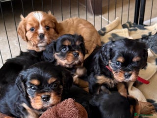 Cavalier King Charles Spaniel dogs KC Registered Cavalier King Charles, West Sussex - Advert 3