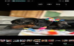 Dachshund dogs for sale: Our Precious Slinky - Image 3