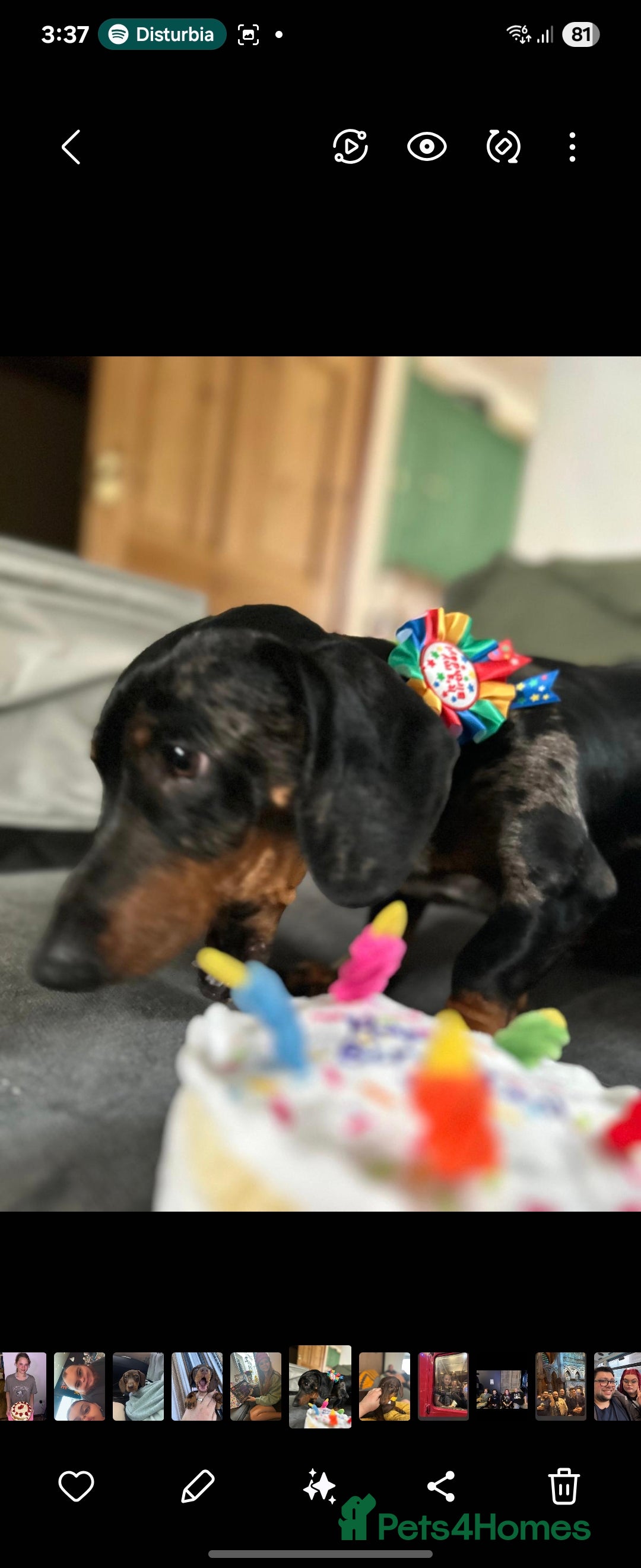 Dachshund dogs for sale: Our Precious Slinky - Image 3