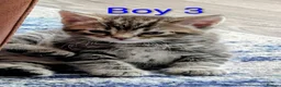 Mixed Breed cats for sale: Gorgeous Tabby Kittens for sale Ready June 17 - Advert 37