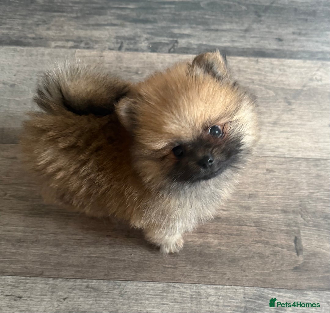 Pomeranian dogs for sale: 2 POMERANIAN BOYS READY TO LEAVE  in Bargoed - Image 15