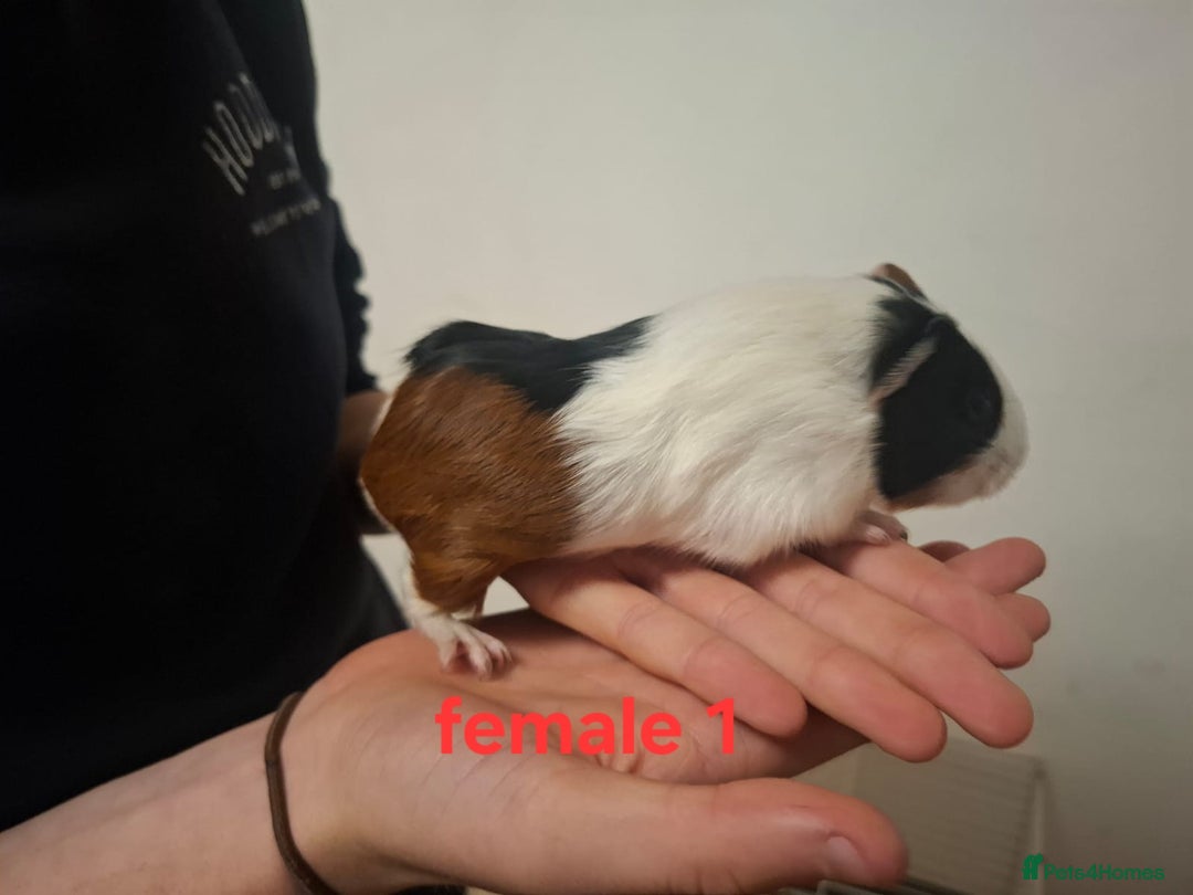 Guinea Pig rodents for sale: 13 guinea pigs mixed breed - Advert 4