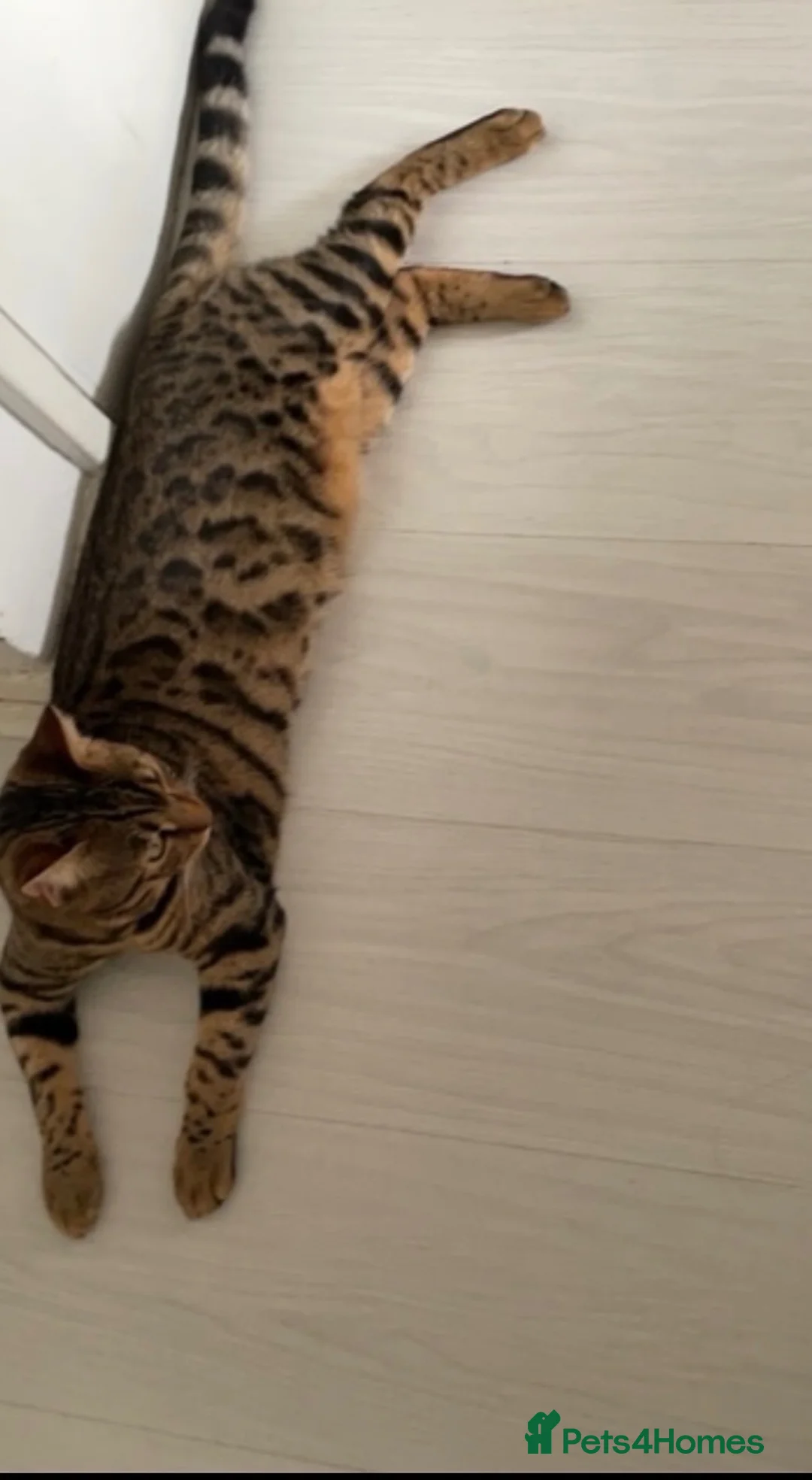 Bengal cats for sale: Male Bengal Cat -Kairo  - Advert 2