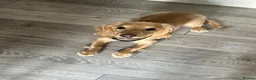 Cocker Spaniel dogs for sale: 8/9 month old male cocker spaniel puppy (Buddy) - Advert 3