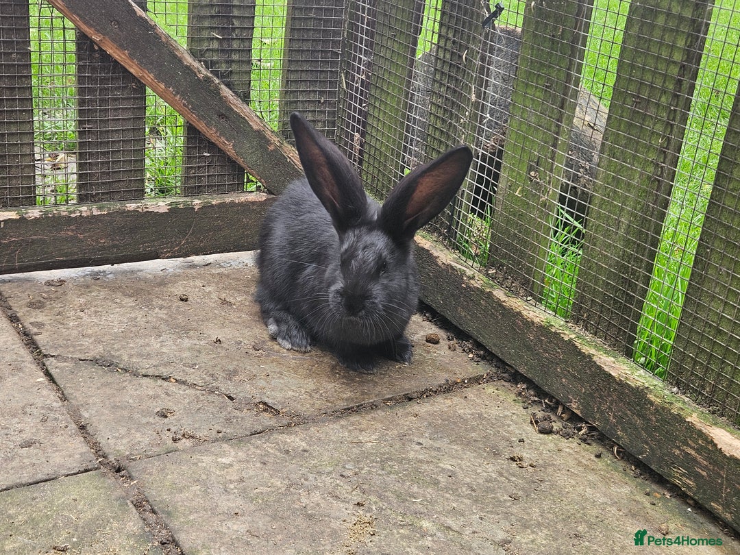 Continental Giant rabbits for sale: Pure giant continental rabbits  - Image 2