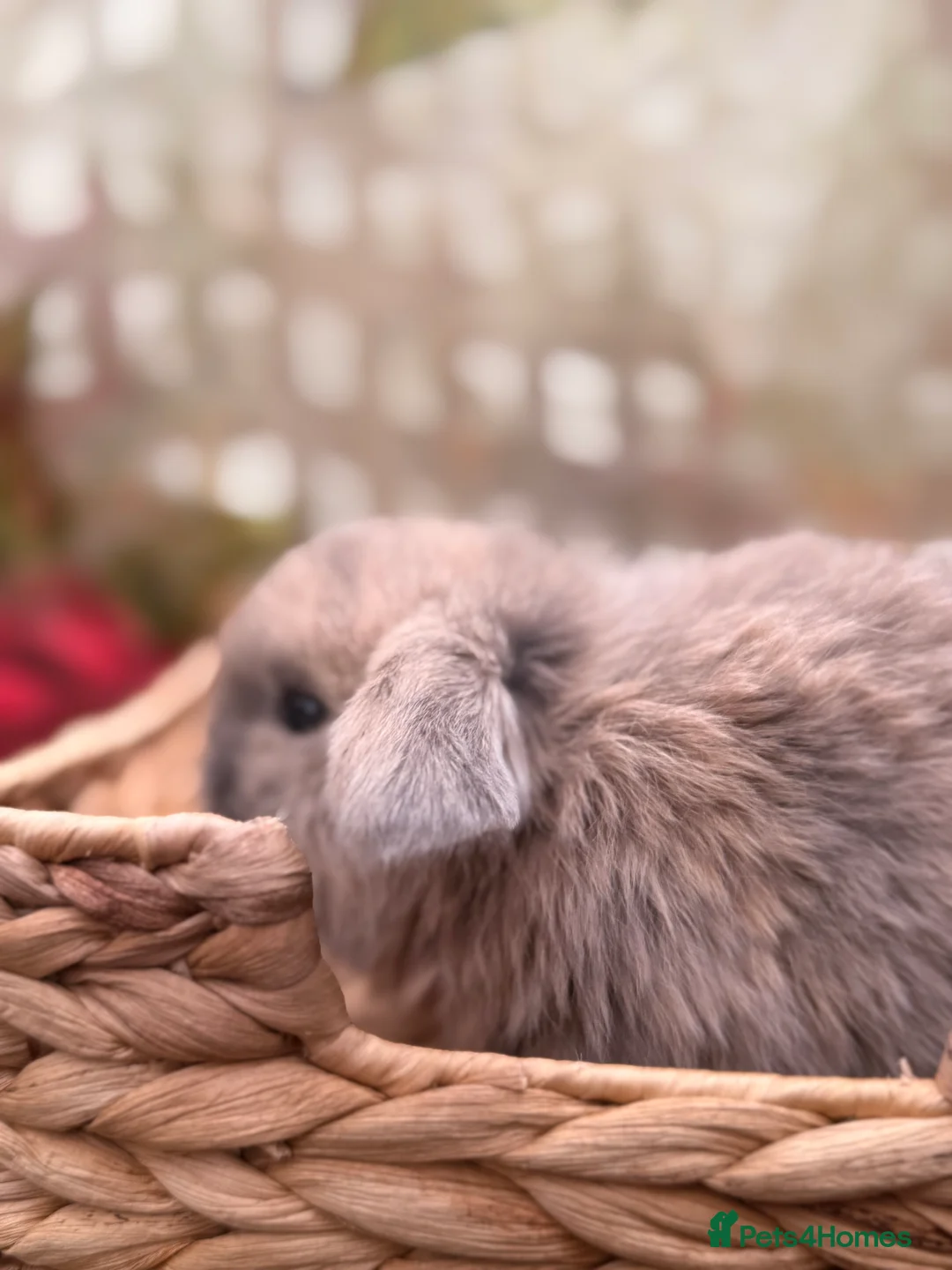 Mini Lop rabbits for sale: Mini lops looking for good homes - ONE LEFT  - Advert 2